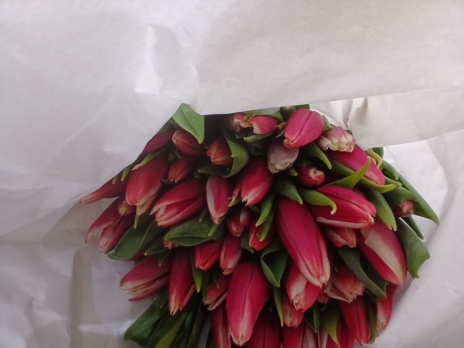 Тюльпаны 850 тн большие