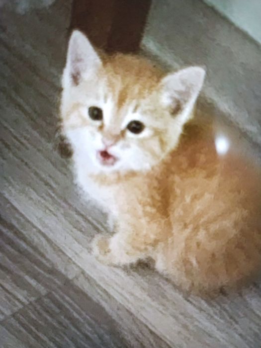 Рыжий котенок в добрые руки.