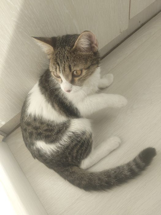 Кошечка, молодая, город Астана