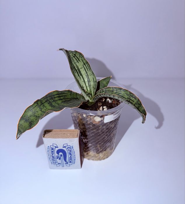 Сансевиерия, комнатные растения, комнатные цветы