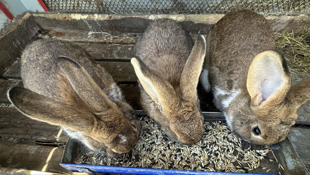 Кролики 5 месяцев