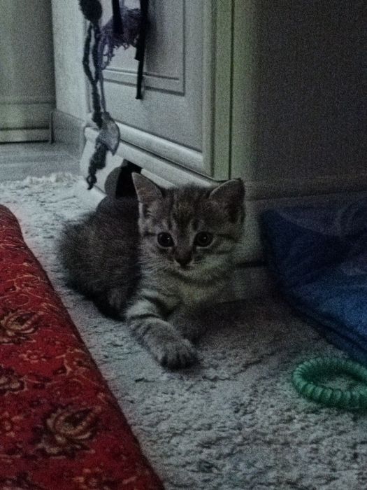 Котята 2 месячный