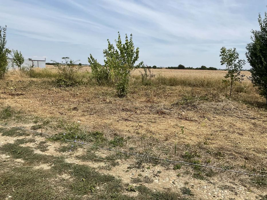 Teren 500 MP – Clinceni, langa ferma de struti