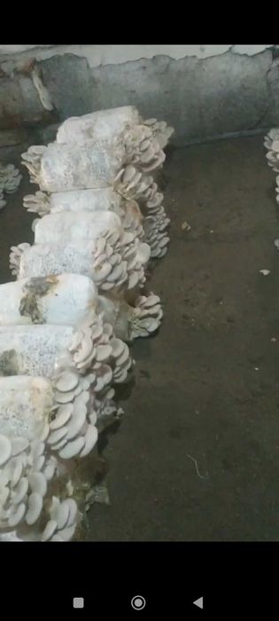 Кузикорин экишни ургатамиз