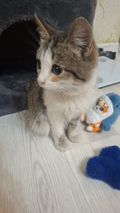 Котёнок мальчик 4-5 месяцев