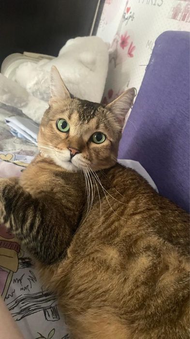 Абиссинский котик в добрые руки