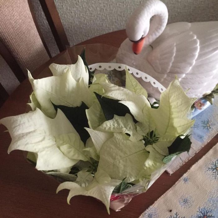 Пуансеттия белая