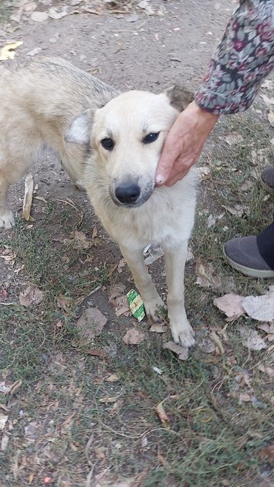 Щенки в добрые руки