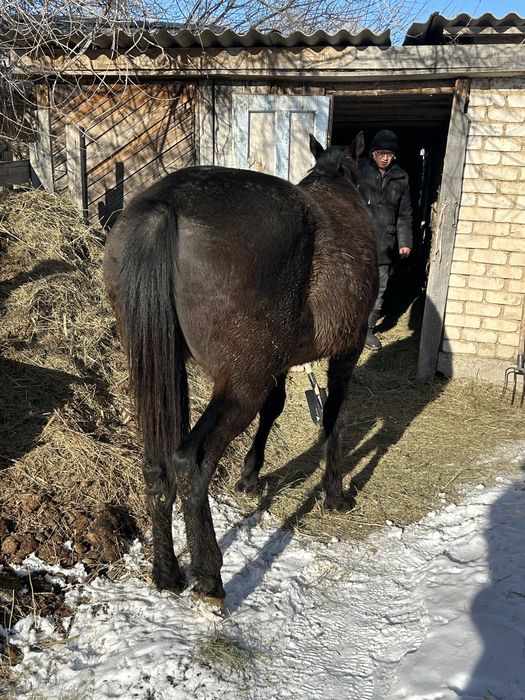 Семіз ат сатылады