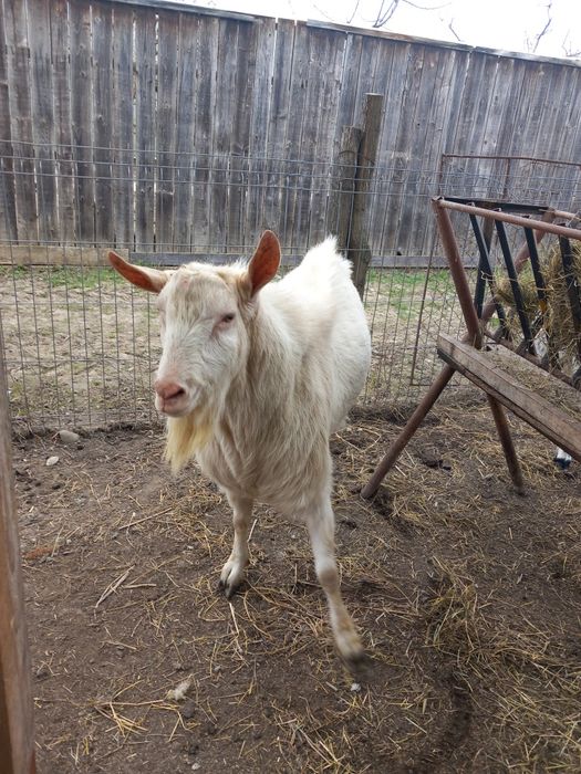 Țap sannen si anglonubian