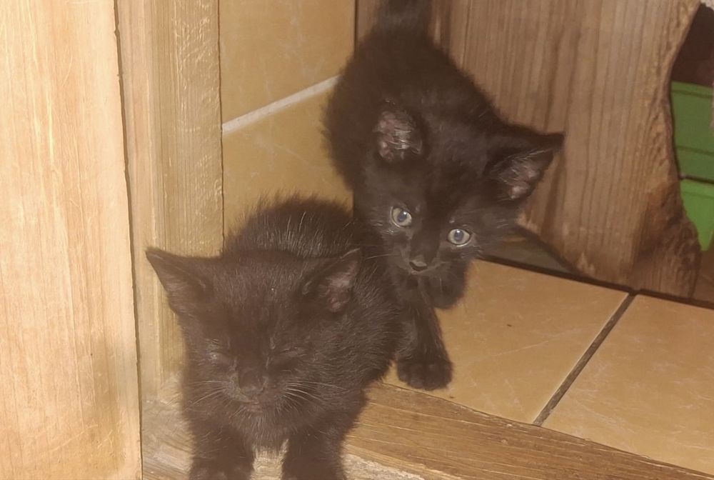 Отдам котят в хорошие руки