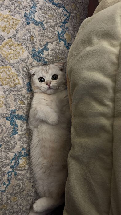 Шотландский скотиш фолд