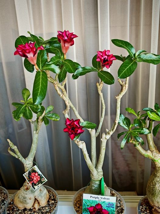 Предлагам за продажба едри сортови Адениуми