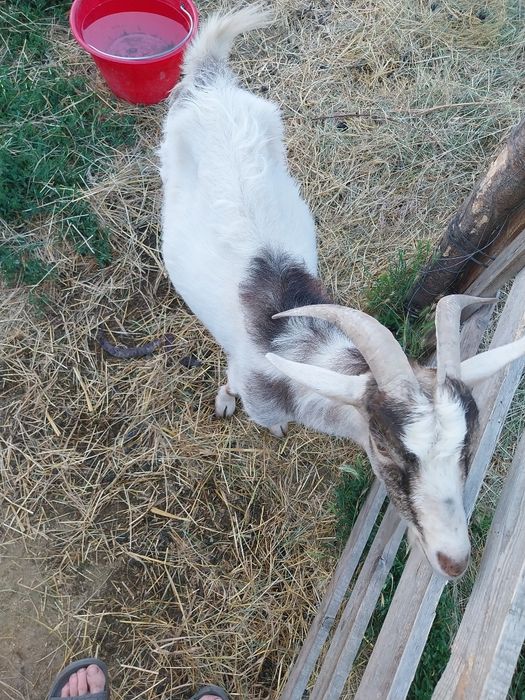 Va aștept și la telefon
