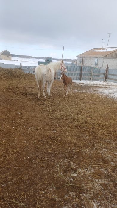Продам жеребца 6 лет. 1.2млн