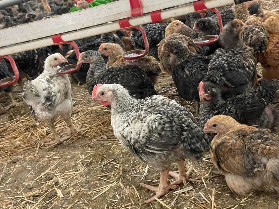 Ferma De Puii rasa mixtă pui alb