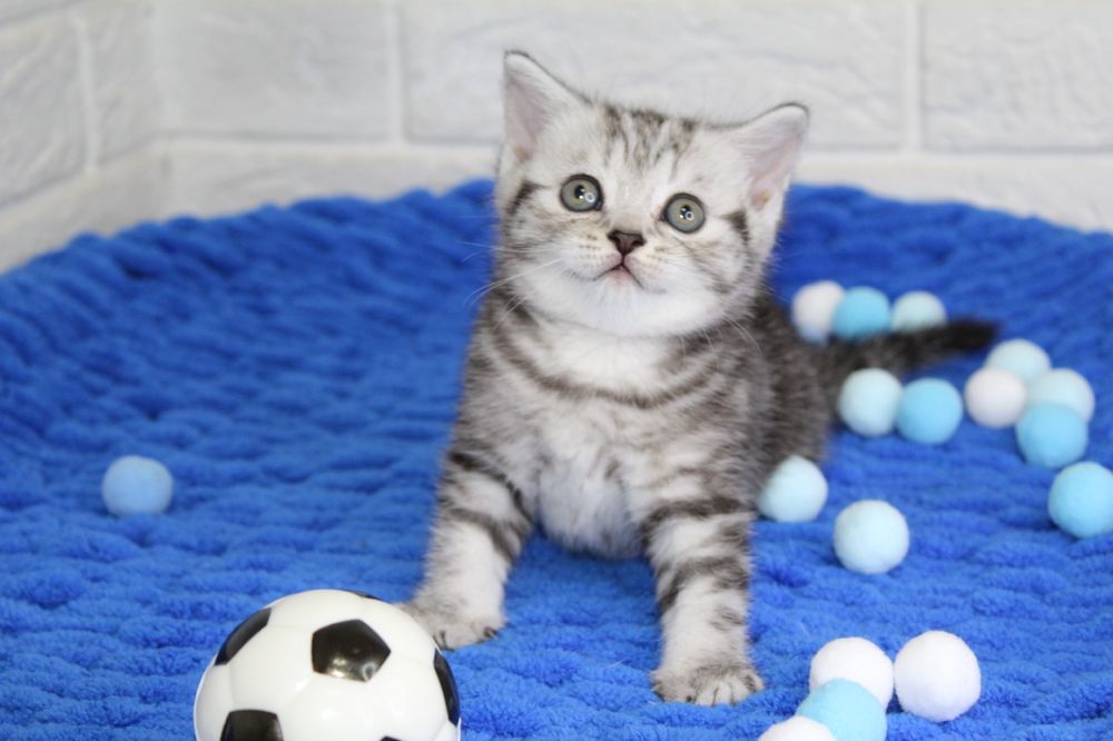 Шотландские Малыши