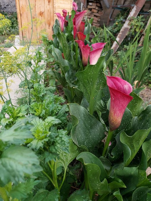 Продам клубни каллы