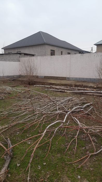 Отын 20000тг дастовкысымкн