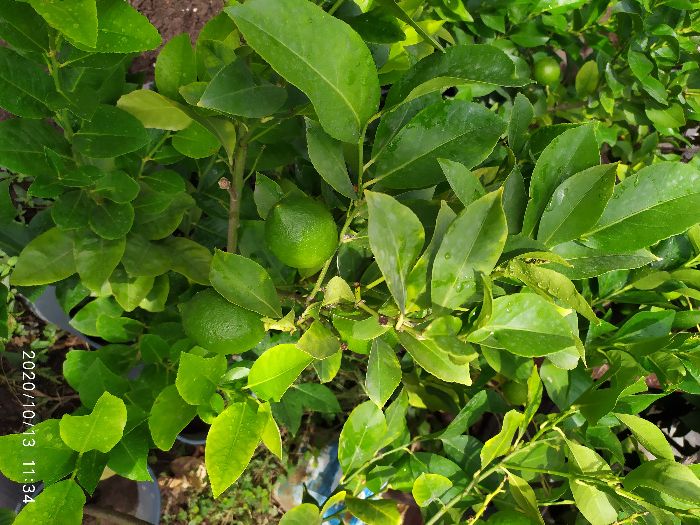 лимонови дръвчета