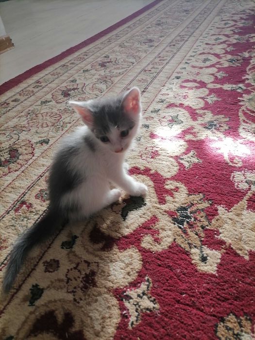 2 котики и их мать, бесплатно