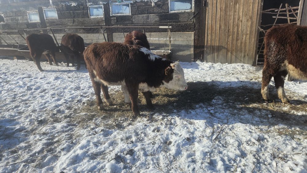Тайыншалар сатылады, Ақбастар
