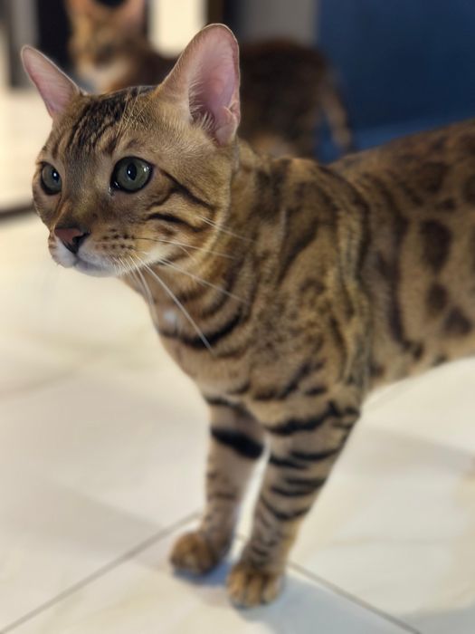 Pui de bengal , leoparzi in mibiatura , sintem in cautarea unei famili