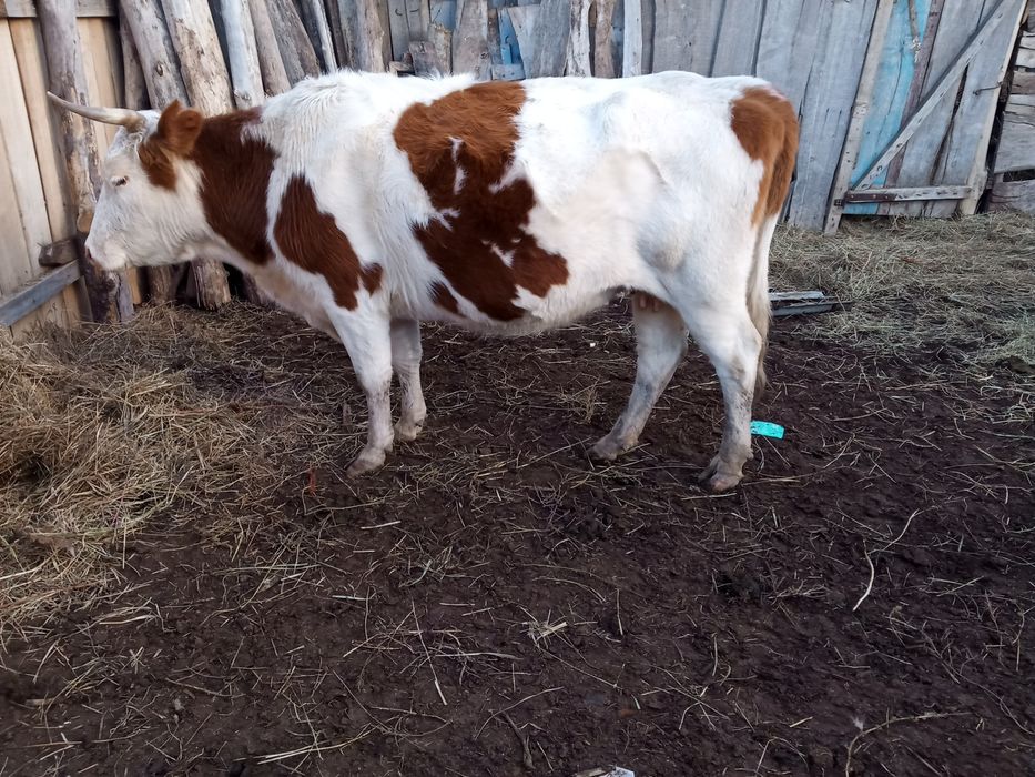 Корово потсос срочно