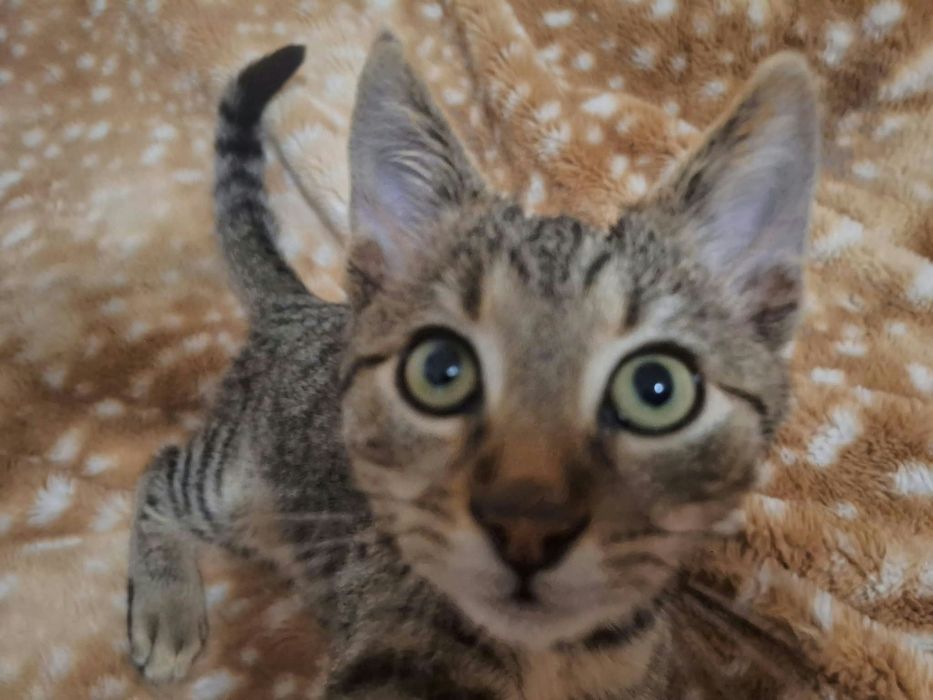 URGENT - Pui de pisică își caută casă!