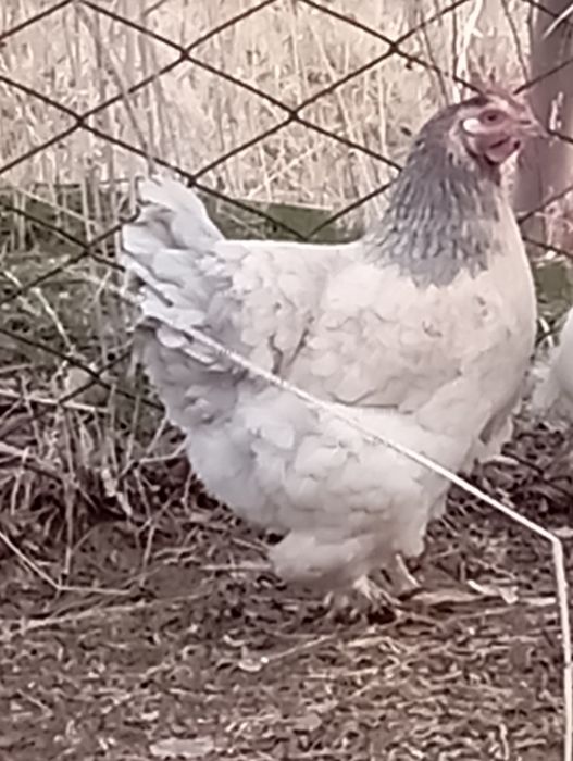 Сатылады мекендер