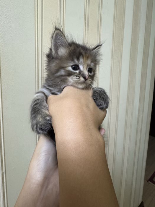 Котята, девочкаа, 1 месяц