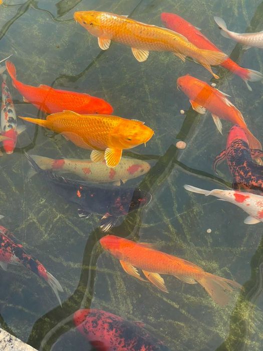 Езерни рибки кои