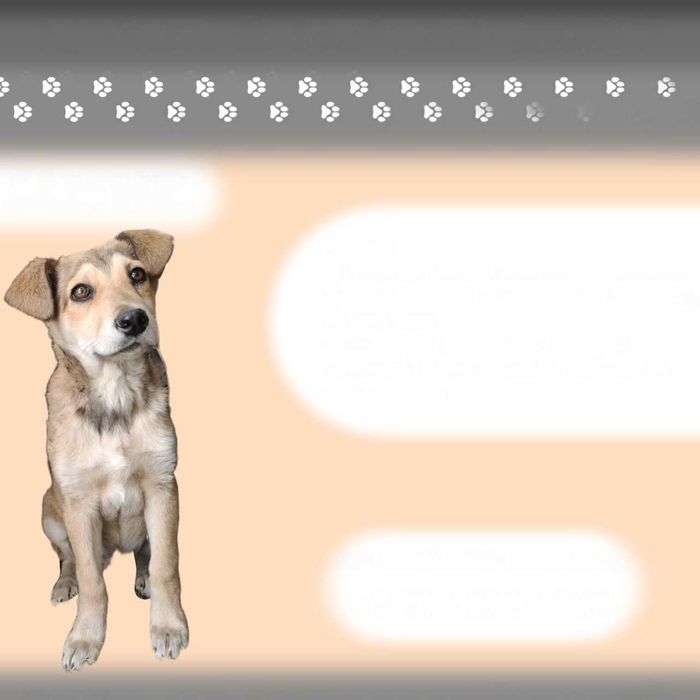 Ищем любящих хозяев