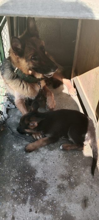 Продам щенят немецких овчарят
