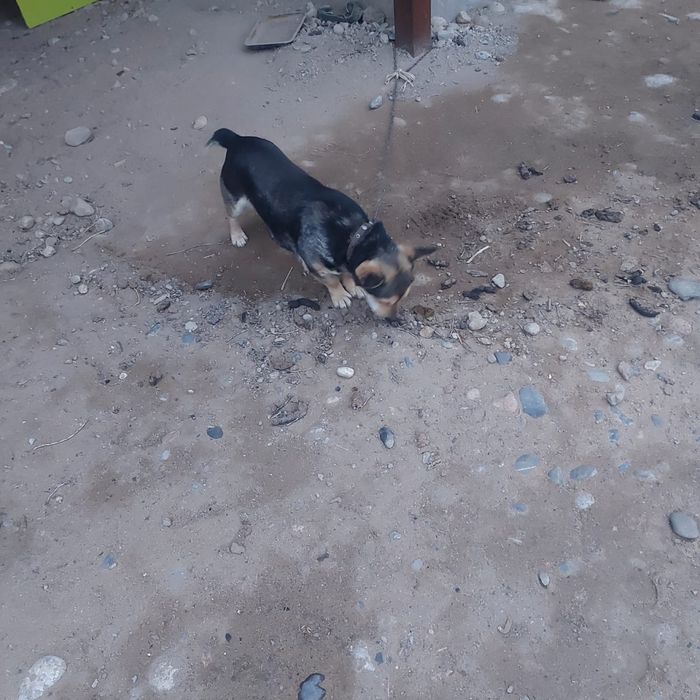 Срочно шенок продам