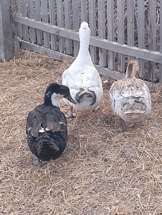 Домашние утки и петух