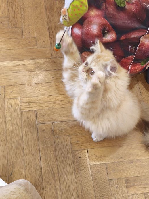 Персийско женско коте