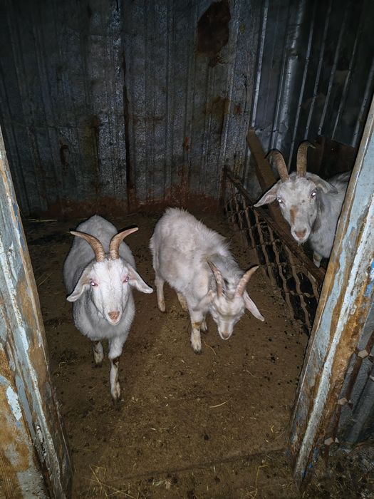 Ешкилер козы городе