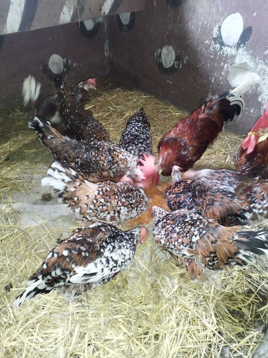 Familie italiene portelan