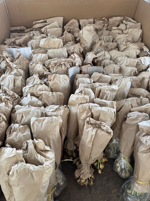 Тюльпаны оптом с Алматы