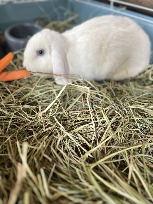 Продам декоративных кроликов