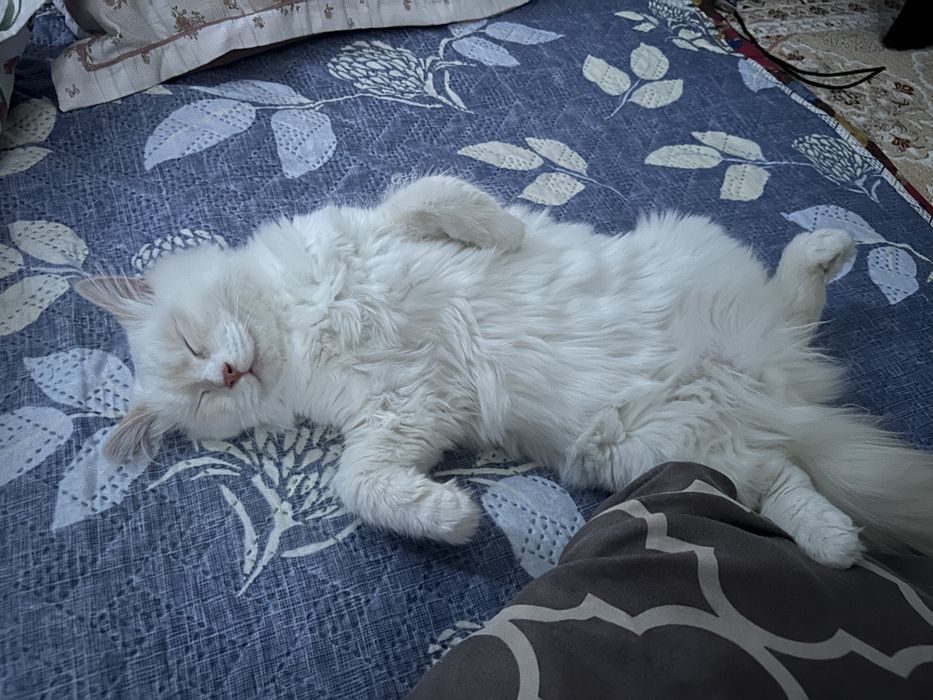 Отдам котенка в хорошие руки!