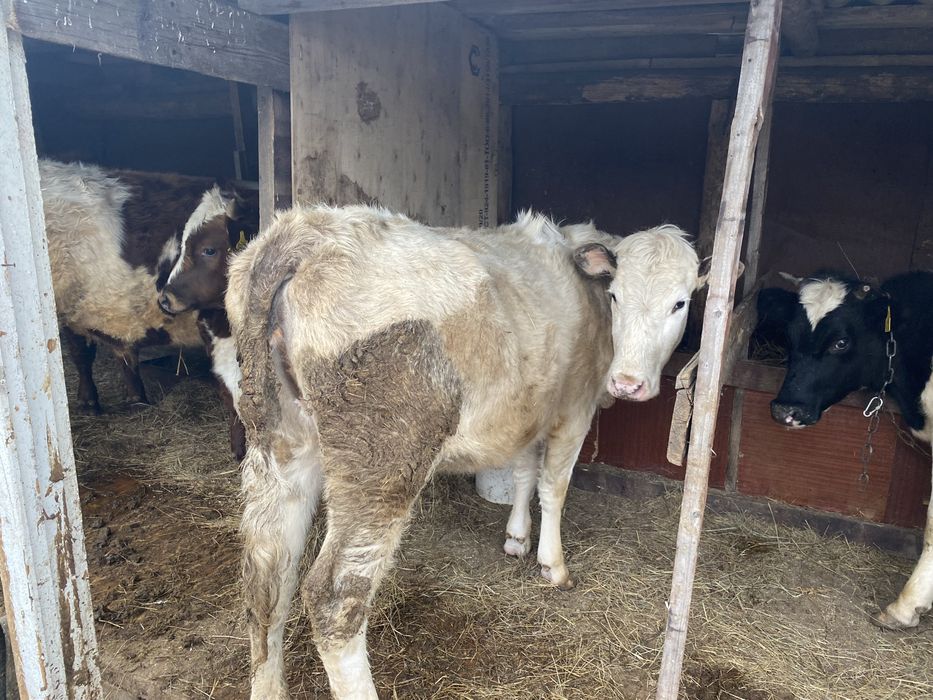 Продам телку крс