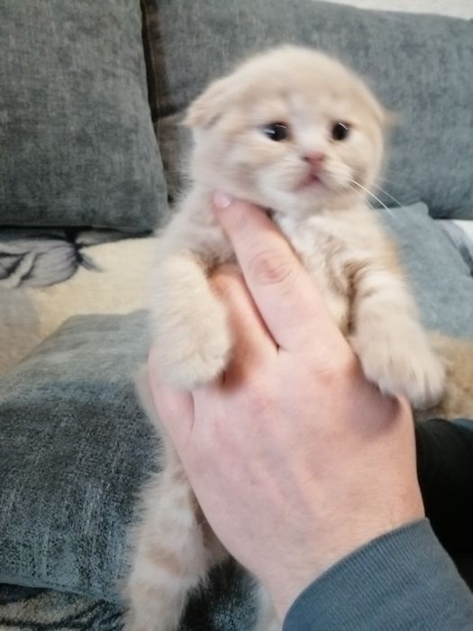 Продаются котята красавчики