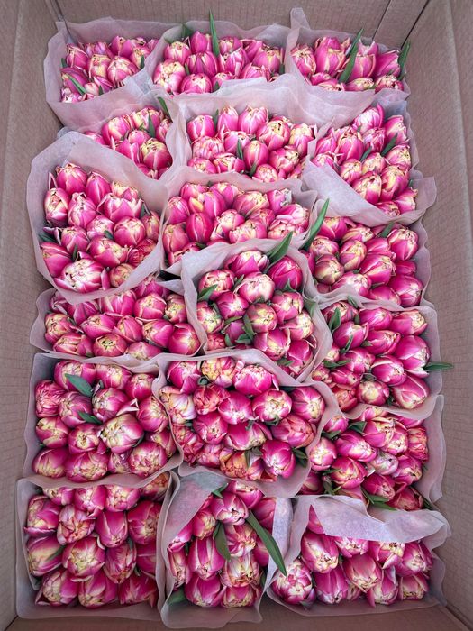 Тюльпаны Беларусь