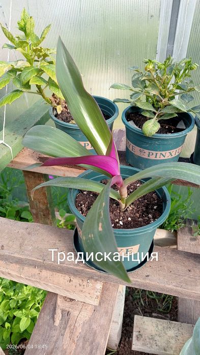 Продам комнатные цветы