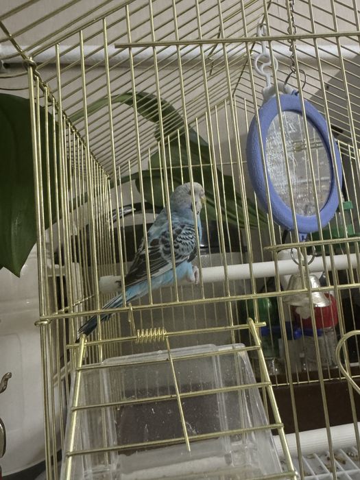 продам попугая голубого окраса