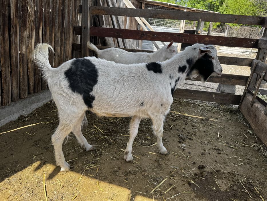 Ешкі сатыдады 1 жас