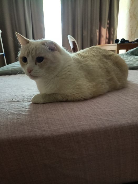 кошечка и котик ищут дом