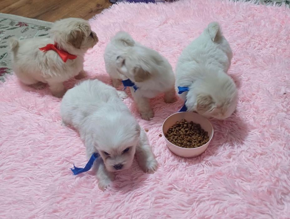 Vând bichoni  6 săptămâni